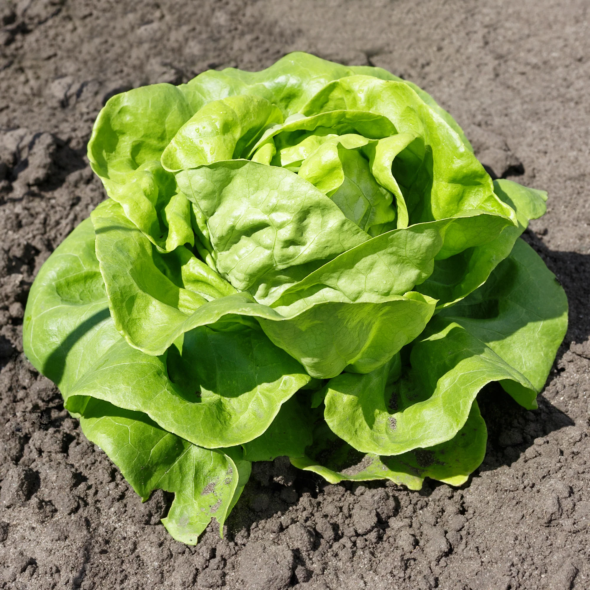 Nouveautés du potager
