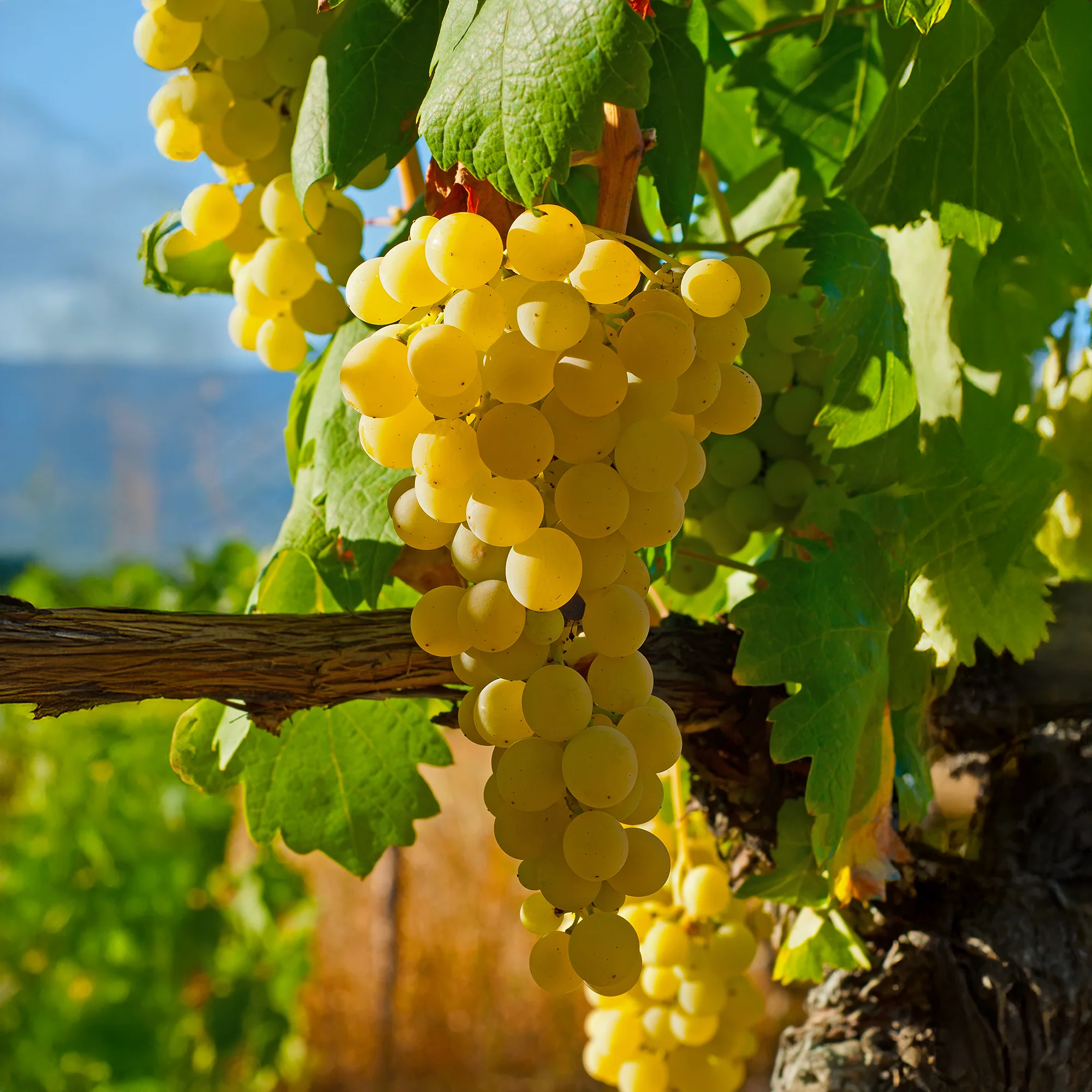 Nouveautés fruitiers